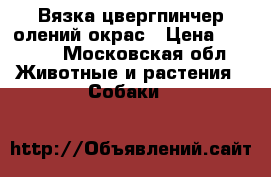  Вязка цвергпинчер олений окрас › Цена ­ 5 000 - Московская обл. Животные и растения » Собаки   